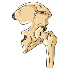 Science of hand drawn vector Skeleton hip bone  clipart.
