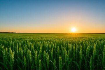 A Field of Green Under the Golden Horizon