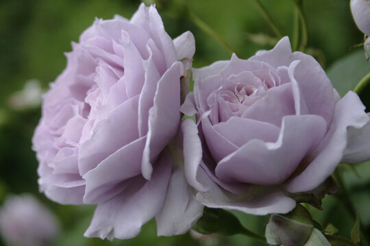 sandra renessaince rose