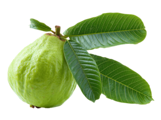 Fresh guava fruit with leaves