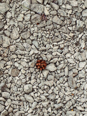 A detailed image featuring a bed of gravel with a solitary pine cone.