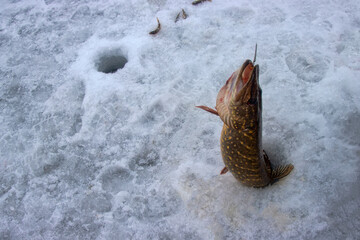 Winter fishing. Pike is hooked with pike trap. Fisherman to fish out trophy from ice hole against background of snowy river bank with thickets of reeds and willows