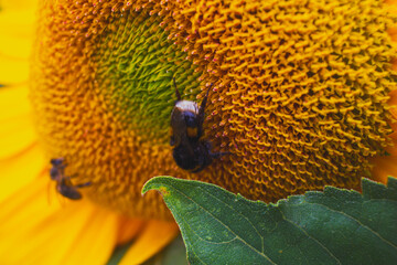 sunflower and bee