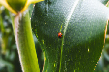 ladybug on leaf