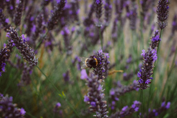 lavender field provence france
