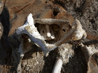 A brown cow died in the winter in a semi-desert. The corpse was eaten by a fox, corpse-eating beetles, skin-eating beetles. Big boneswaterlessness