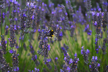 lavender field in provence