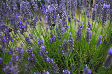 lavender field in provence