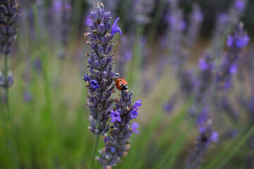 lavender in provence