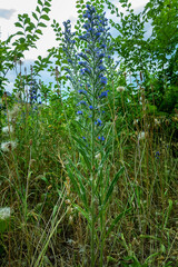 The common viper's bugloss (Echium vulgare) blooms on the outskirts of an abandoned vineyard. Foothills of the Crimean Mountains