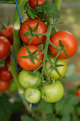 Fresh tomatoes growing on a vine, red and green, ready for harvest. Perfect for summer recipes.