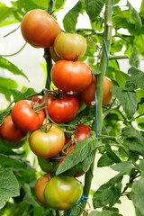 Juicy red tomatoes ripening on a vine.  Perfect for salads, sauces, or snacks!