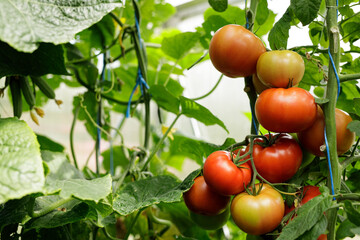 Juicy red tomatoes ripening on the vine in a greenhouse.  Fresh, organic produce.