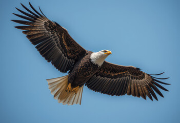 Fototapeta premium A bald eagle soars through the clear blue sky with wings fully extended