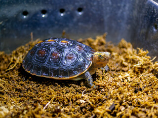 セマルハコガメのアップ