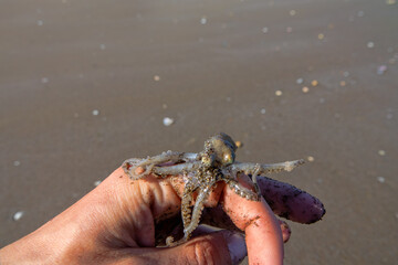 A small octopus is caught on a sandy sea beach at low tide. The animal was hiding in the sand. Oman