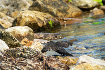 Example of acquisition by trial and error (cut and try). Young inexperienced starlings try to drink salt water and bathe in sea. They spit out water and unsuccessfully clean salty feathers. Series