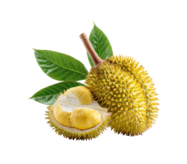 Durian fruit, whole and halved, with leaves