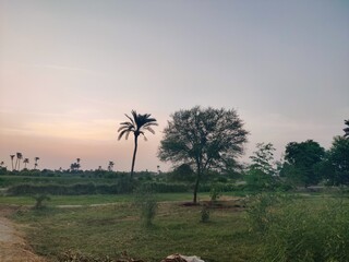 A serene rural landscape featuring a leafy tree and a lone palm tree silhouetted against the gentle light of dawn or dusk over a green field.