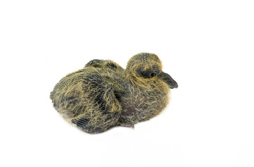 Obraz premium A furry, clumsy, nosed chick of Wood pigeon (Columba palumbus) isolated on a white background. The Quasimodo Bird (Quasi modo geniti infantes)