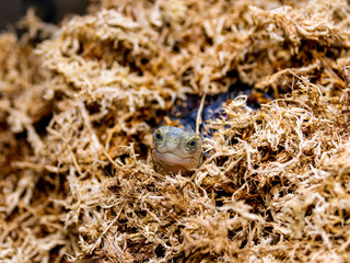 セマルハコガメのアップ