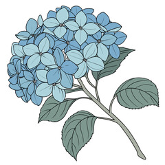 Blue Hydrangea Flower Botanical Illustration – Hand Drawn Floral Clipart on White Background