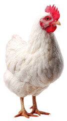 Fototapeta premium White chicken, full body, facing forward