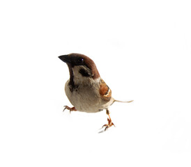 European birds. Shooting tree sparrow (Passer montanus). in breeding plumage) on a white background from different angles.