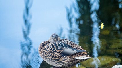 Sleeping mallard duck on the shore of a pond
