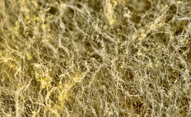 Penicillin and aspergillum mold on bread. Colonies of species of mold fungi, young (white), yellow Aspergillus flavus, green - Penicillum. Aspergillus niger ripe black round sporangia. Ultramacro