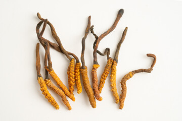 Cordyceps sinensis or Ophiocordyceps sinensis isolated on white background, mushroom herb treatment medicine.