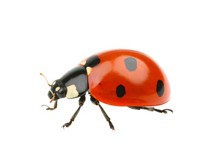 Fototapeta premium Ladybug isolated on a transparent background.