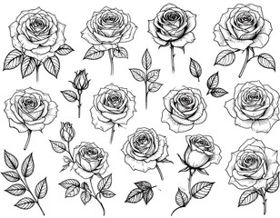 Elegant rose sketches in a seamless arrangement perfect for delicate designs and backgrounds