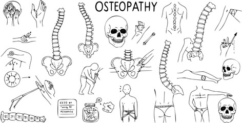 Obraz premium Illustrations for Osteopathy: Detailed anatomical views of spine, pelvis, and skull, manual therapy techniques, diagnostic methods, and patient assessment in chiropractic and physical therapy.
