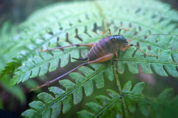 A grasshopper larva sits on a mossy rock. Sikhote Alin Forests, Russian Far East