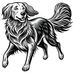 Obraz premium Golden Retriever Dog Walking Black and White Illustration