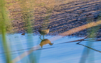 River delta. Mudbank (silt and clay) and Siberian ruddy crake (Porzana paykullii) feeding