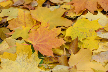 Pile of Colorful Autumn Maple Leaves on the Ground autumn background