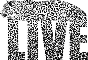 LIVE Leopard