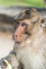 Wild monkey in Angkor temple complex around Siem Reap, Cambodia - animal portrait - long‑tailed macaques (Macaca fascicularis)
