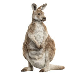 Fototapeta premium Full shot of a kangaroo standing upright