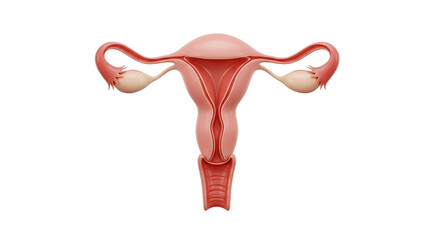 Anatomical illustration of the female reproductive system showcasing uterus ovaries and fallopian tubes for educational and medical purposes