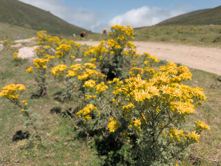Yellow flowers and cattle Stretching to Majestic Mountains - Cantabria, Spain: stroll through fields of yellow flowers along winding roads surrounded by mountains.