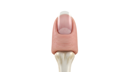 Artificial Finger with French Manicure a Perfect Medical Training Tool and Mannequin Prop for Demonstrations