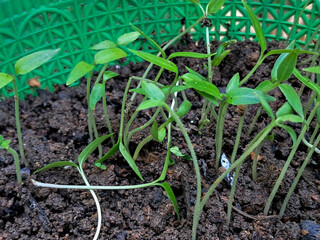 Young Seedlings Growing in Soil Close-Up