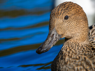 池を泳ぐオナガガモ