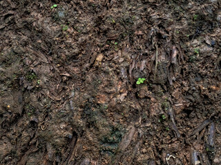 Close-up of Wet Forest Tree Bark with Small Green Moss and Sprouts