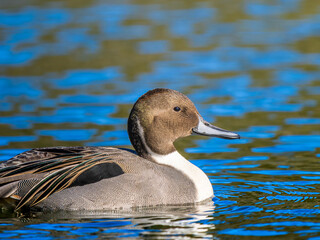 池を泳ぐオナガガモ