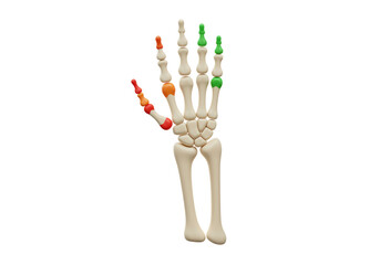 Naklejka premium Isolated 3D Render of a Human Skeletal Hand with Articulated Colored Bones