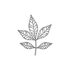 Simple Line Drawing of Ash Leaf